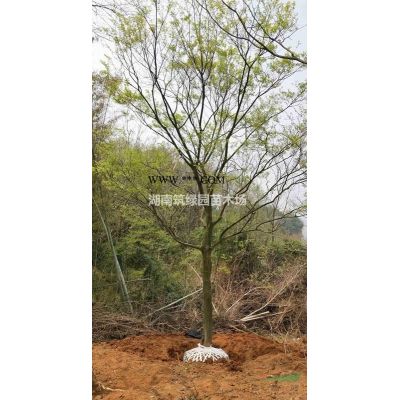 供應飄枝造型羅漢松，異型羅漢松造型樹，新型羅漢松