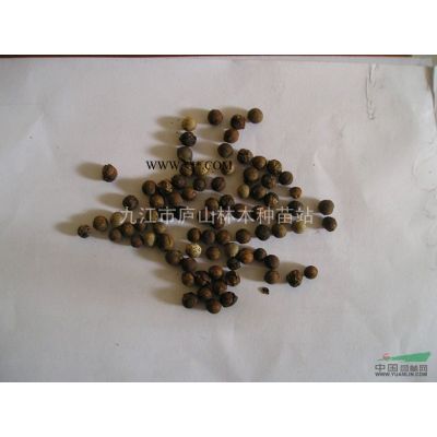 供應(yīng)羅漢松種子
