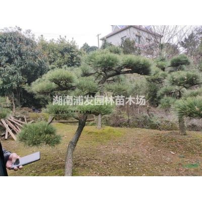 移栽香泡樹-全冠香泡樹-骨架香泡樹-特價香泡