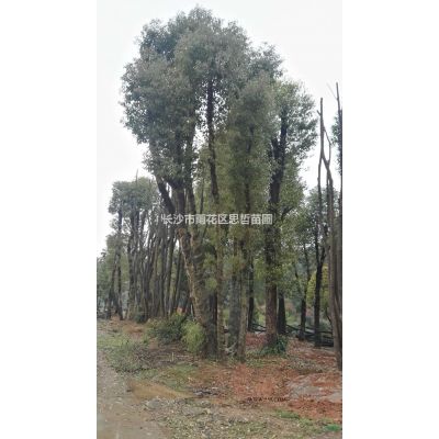 羅漢松，造型羅漢松，大量供應8-30公分羅漢松價格