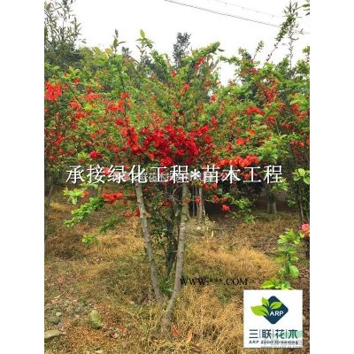 精品樂昌含笑、供應(yīng)樂昌含笑、成都樂昌含笑基地、樂昌含笑批發(fā)