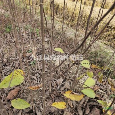 樂昌含笑小苗價格 樂昌含笑小苗基地 樂昌含笑工程苗