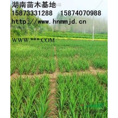 紅葉石楠球 瀏陽(yáng)市澤云苗木種植專(zhuān)業(yè)合作社