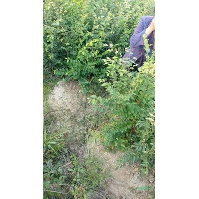 1公分羅漢松小苗批發，2年生羅漢松小苗基地