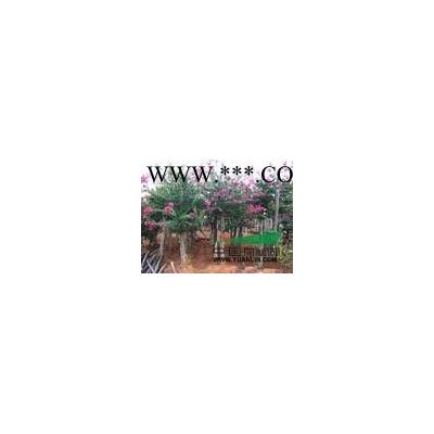 供應(yīng)10公分全冠香泡樹15公分18公分12公分移栽香泡價(jià)格