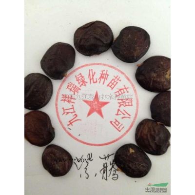 樂(lè)昌含笑圖片\樂(lè)昌含笑報(bào)價(jià)