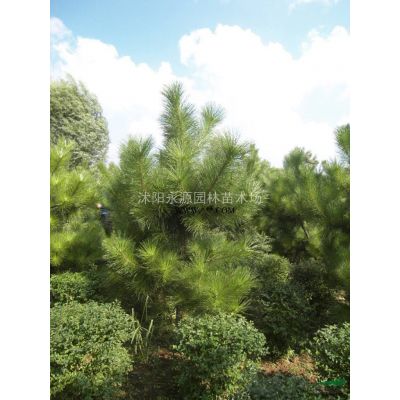 大批量供應紅葉石楠苗，紅葉石楠小苗，穴盆苗，床苗