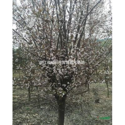 浙江羅漢松/羅漢松供應/造型羅漢松供應圖片