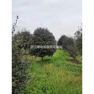 浙江[產品]/浙江造型羅漢松價格/報價