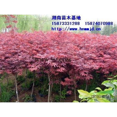 龍柏球、小龍柏、直生龍柏、湖南造型龍柏