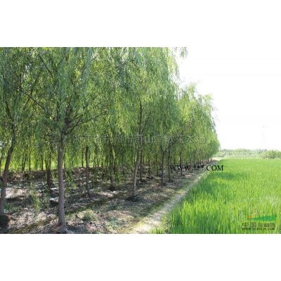 *低價供應紅葉石楠，浙江杭州蕭山苗圃自產自銷