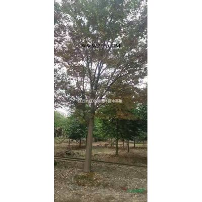 大小紅葉石楠農戶批發 紅葉石楠圖片/大小紅葉石楠農戶批發 紅葉石楠報價