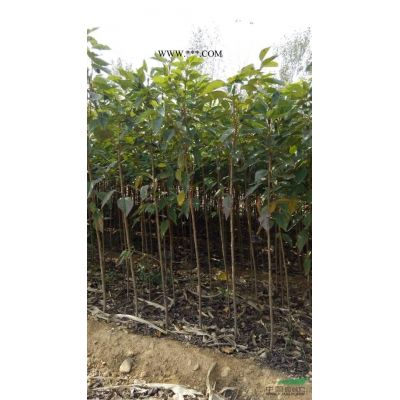 山東紅葉石楠*新報(bào)價(jià)/山東紅葉石楠圖片