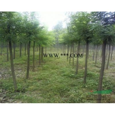 紅葉石楠：我基地供應地徑3公分紅葉石楠品質好顏色正價格優