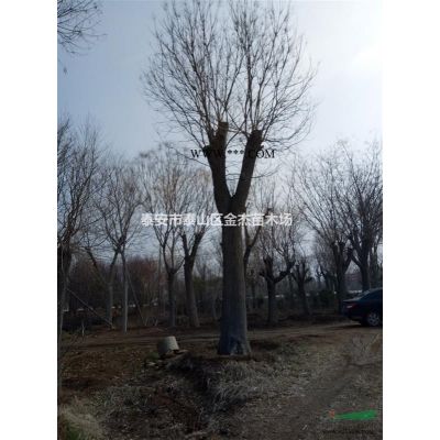 供應龍柏，龍柏柱，龍柏球，多頭龍柏，云杉，蜀檜，塔柏，圓柏