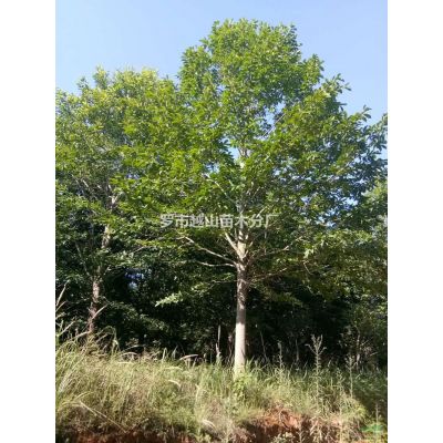 江西樂昌含笑 胸徑22-30公分，數(shù)量300棵 急售批發(fā)/供應(yīng)