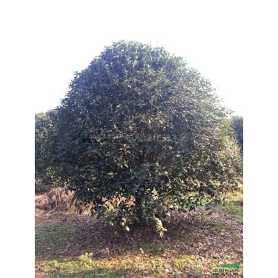 紅葉石楠球4圖片/紅葉石楠球4報價