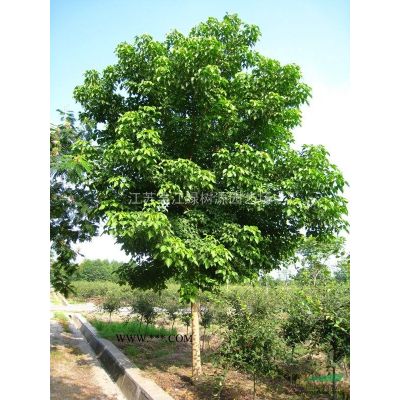 紅葉石楠球，冠1米到2米，數量大
