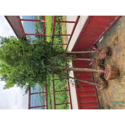 大量供應(yīng)羅漢松10公分.12公分