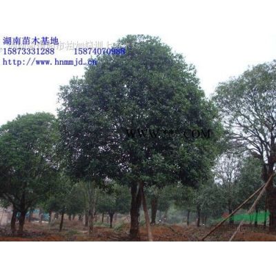 香泡樹(shù) 香緣樹(shù) *選湖南瀏陽(yáng)市澤云苗木合作社