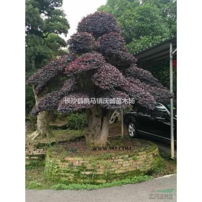 20公分全冠香泡樹(shù)，15公分移栽骨架香泡樹(shù)，香櫞樹(shù)，湖南香泡