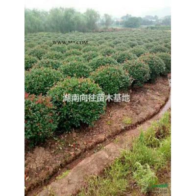 這是專業的樂昌含笑基地 如果需要大批量的采購樂昌含笑可以到本