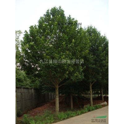 樂昌含笑基地