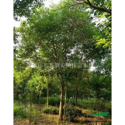 精品紅葉石楠2供應(yīng)/精品紅葉石楠2圖片