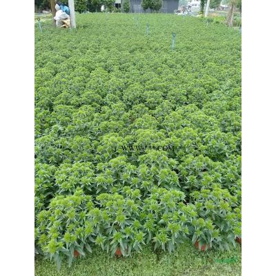 紅葉石楠樹,2-4公分紅葉石楠，獨桿紅葉石楠