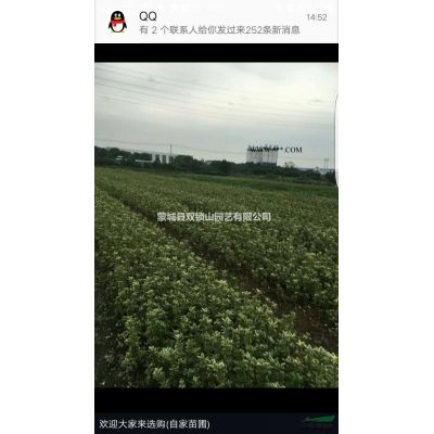 大量自家苗圃紅葉石楠 有需要聯(lián)系
