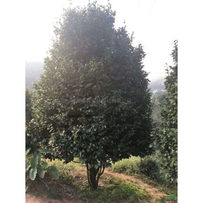 成都豐育園林供應(yīng)羅漢松 造型羅漢松 精品造型羅漢松