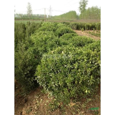 直生龍柏行情報價\直生龍柏圖片展示
