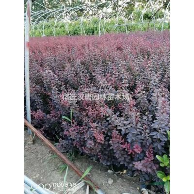 大量供應精品龍柏  精品龍柏球