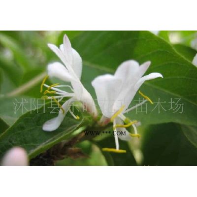 直升龍柏、龍柏球