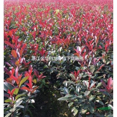浙江紅葉石楠小苗基地批發(fā)價格 30冠幅金華紅葉石楠杯苗報價表