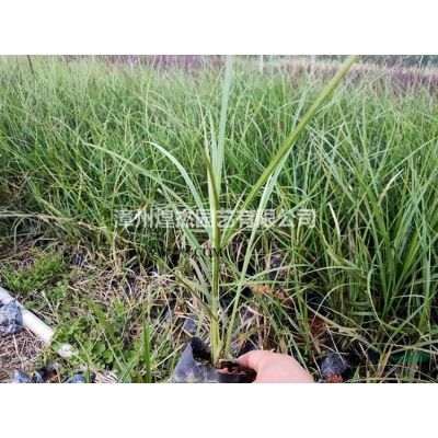 大小規格福建華盛頓棕櫚 漳州華盛頓棕櫚農戶基地