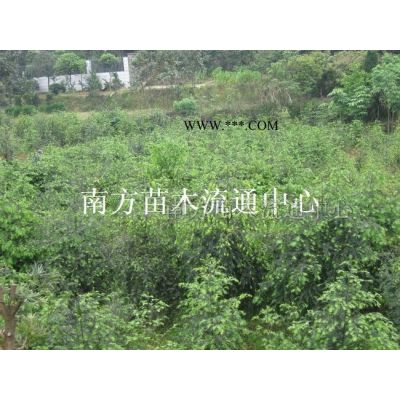 湖南樂昌含笑-樂昌含笑價格