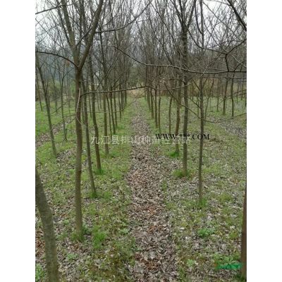 紅葉石楠基地