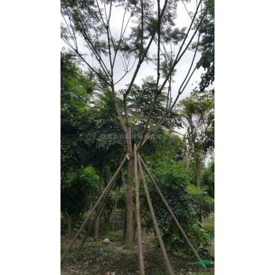 供應(yīng)金森女貞小苗 杜鵑小苗 紅葉石楠小苗 各種工程小苗