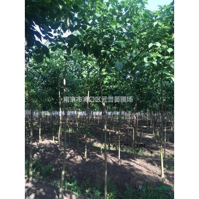 石楠，石楠樹，土石楠，本石楠，白花石楠，高桿石楠，紅葉石楠球