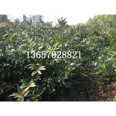 供應(yīng)高桿紅葉石楠
