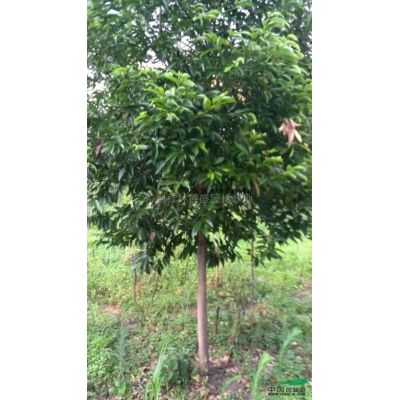 廣西紅葉石楠營養(yǎng)杯苗,廣西桂林紅葉石楠杯苗價格優(yōu)惠
