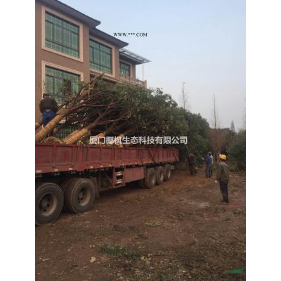 紅葉石楠供應(yīng) 紅葉石楠價格 紅葉石楠信息 紅葉石楠球供應(yīng)