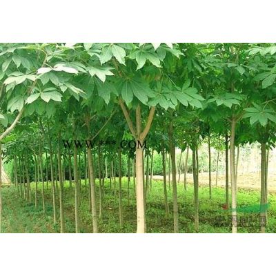 江西紅葉石楠小苗2信息
