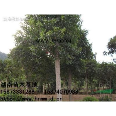 湖南瀏陽(yáng)羅漢松，羅漢松供應(yīng)