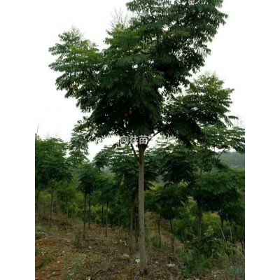 湖南大規格羅漢松基地批發如果需要采購大規格羅漢松可以到長沙，