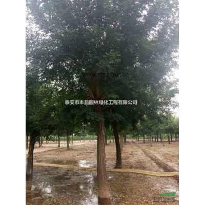 龍柏泰安龍柏球，泰安龍柏價格，泰安本昌園林供應(yīng)泰安龍柏
