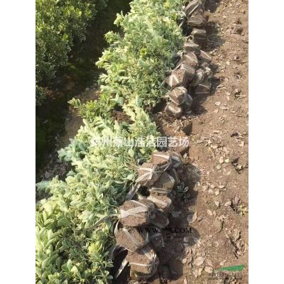 優質香泡、香櫞工程苗