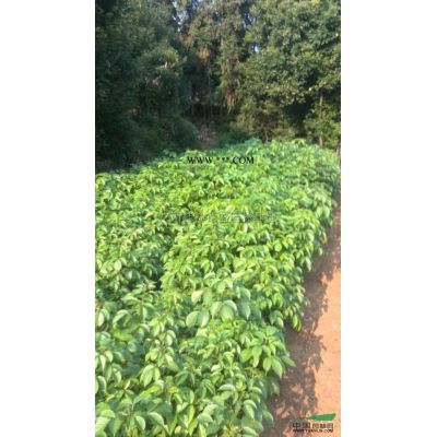 香泡行情報價\香泡圖片展示