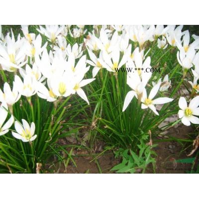 棕櫚價格/棕櫚信息